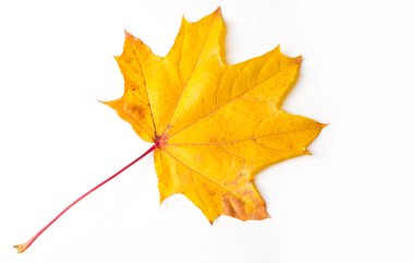 doku, arka plan. Kırmızı ve altın akçaağaç yaprakları sarı tonları.