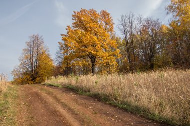 Sonbahar toprak toprak yol. Sonbahar meşe, Beyaz kuru ot parlak renkler
