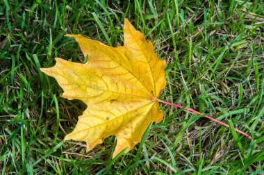 Doku, arka plan. sonbahar yaprakları, akçaağaç yaprakları kırmızı ve sarı.