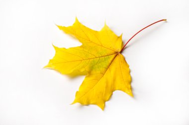 doku, arka plan. Kırmızı ve altın akçaağaç yaprakları sarı tonları.