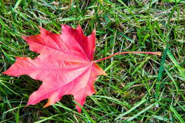 Sonbahar akçaağaç yeşil çimenlerin üzerinde bırakır. En geniş olan bir ağaç 