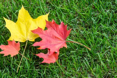 Sonbahar akçaağaç yeşil çimenlerin üzerinde bırakır. En geniş olan bir ağaç 