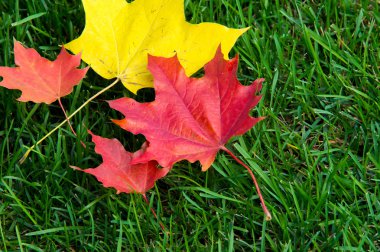 Doku, arka plan. sonbahar yaprakları, akçaağaç yaprakları kırmızı ve sarı.