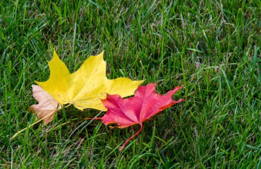 Doku, arka plan. sonbahar yaprakları, akçaağaç yaprakları kırmızı ve sarı.