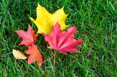 Doku, arka plan. sonbahar yaprakları, akçaağaç yaprakları kırmızı ve sarı.