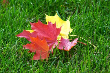 Doku, arka plan. sonbahar yaprakları, akçaağaç yaprakları kırmızı ve sarı.