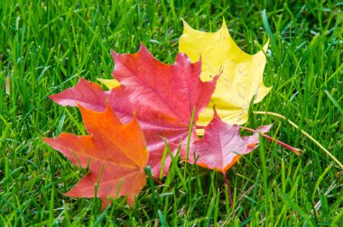 Doku, arka plan. sonbahar yaprakları, akçaağaç yaprakları kırmızı ve sarı.