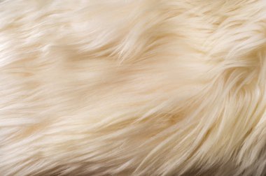 Doku, arka plan. Kürk yak Beyaz önlük erkek. hissediyorum, görünür