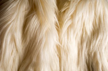 doku, arka plan. Kürk beyaz yak. büyük bir Evcil vahşi öküz