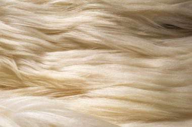 doku, arka plan. Kürk beyaz yak. büyük bir Evcil vahşi öküz