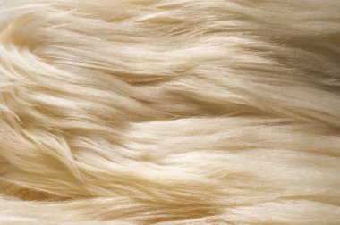 doku, arka plan. Kürk beyaz yak. düzgün saçlı, kambur omuz ve Tibet'te bir paketi hayvan olarak ve süt, et ve saklamak için kullanılan büyük boynuzları ile büyük bir Evcil vahşi öküz.