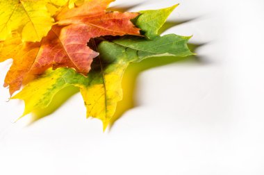 doku, arka plan. Kırmızı ve altın akçaağaç yaprakları sarı tonları.