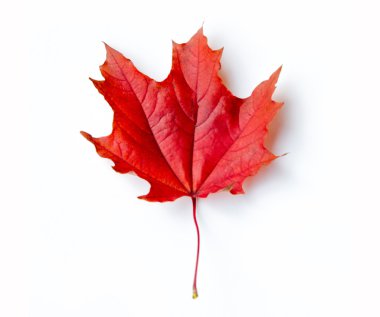 doku, arka plan. Kırmızı ve altın akçaağaç yaprakları sarı tonları.