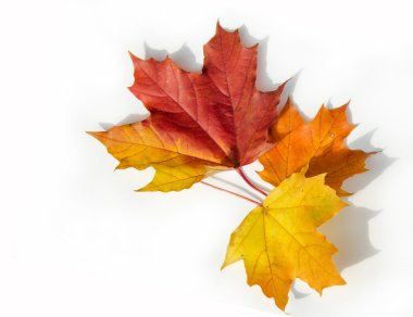 doku, arka plan. Kırmızı ve altın akçaağaç yaprakları sarı tonları.