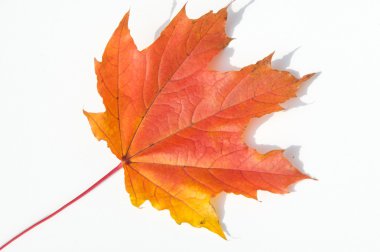 doku, arka plan. Kırmızı ve altın akçaağaç yaprakları sarı tonları.