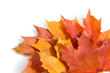 Sonbahar akçaağaç yeşil çimenlerin üzerinde bırakır. En geniş olan bir ağaç 