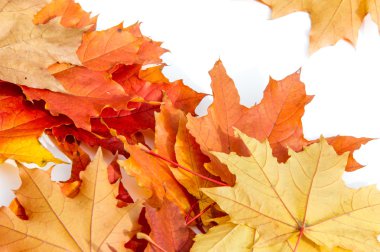 Sonbahar akçaağaç yeşil çimenlerin üzerinde bırakır. En geniş olan bir ağaç 