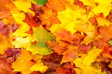 doku, arka plan. Akçaağaç yaprakları sarı kırmızı ve altın tonları. Yaprakları Laid fotoğraflar için soyut. Kanada bir amblemi olarak kullanılan akçaağaç yaprağı.