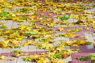 Doku, desen, arka plan. Akçaağaç Sonbahar bir kaldırıma bırakır.