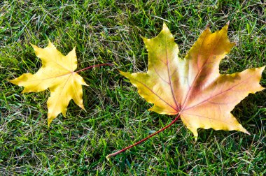 Sonbahar akçaağaç yeşil çimenlerin üzerinde bırakır. Bir ağaç ile geniş, çoğu türler, kıvırcık yaprak.