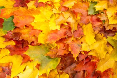 doku, arka plan. Akçaağaç yaprakları sarı kırmızı ve altın tonları. Yaprakları Laid fotoğraflar için soyut. Kanada bir amblemi olarak kullanılan akçaağaç yaprağı.