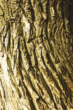 exture, arka plan. Ağaç kabuğu. Eski kavak, dış mekan, ahşap, Mayo, sapları ve odunsu bitkilerin kökleri üzerinde.        