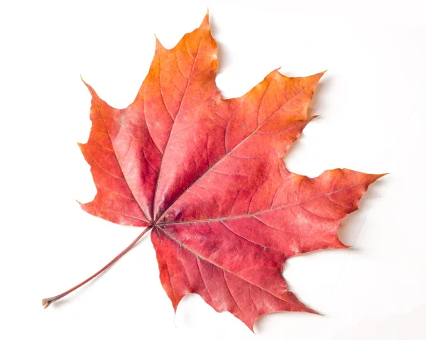 Het patroon, achtergrond. Esdoorn bladeren geel tinten van rood en goud. — Stockfoto