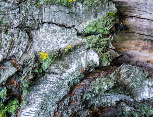 テクスチャ パターン 白樺樹皮の古い — ストック写真