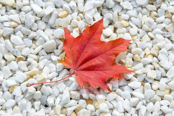 纹理背景 秋天的树叶 枫树叶红色和黄色 树或灌木 翼的水果和丰富多彩的秋天树叶有 — 图库照片
