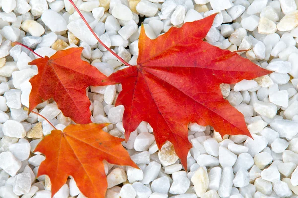 纹理背景。秋天的树叶，红色和黄色的枫叶. — 图库照片