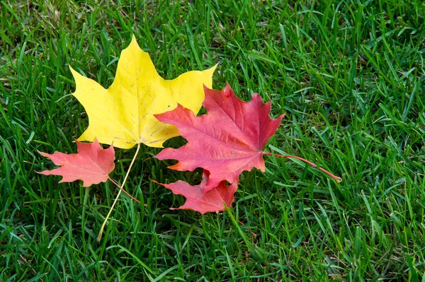 Texture, sfondo. foglie autunnali, foglie d'acero rosse e gialle . — Foto Stock