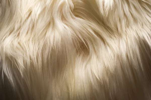 Υφή, φόντο. Γούνα yak θηλυκό λευκό παλτό. την αίσθηση, εμφανίζονται — Φωτογραφία Αρχείου