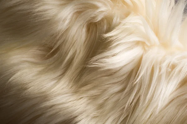Υφή, φόντο. Γούνα yak θηλυκό λευκό παλτό. την αίσθηση, εμφανίζονται — Φωτογραφία Αρχείου
