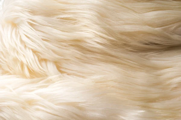 Textur, Hintergrund. Fell weißer Yak. ein großer domestizierter Wildochse — Stockfoto