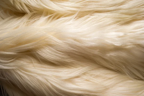 Textúra, háttér. Fehér szőr jak. egy nagy háziasított vad ökör — Stock Fotó