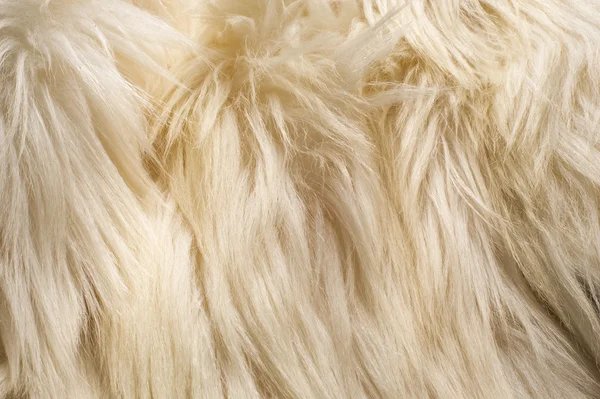 Texture Background Fur White Yak Large Domesticated Wild Shaggy Hair — Stock Photo, Image