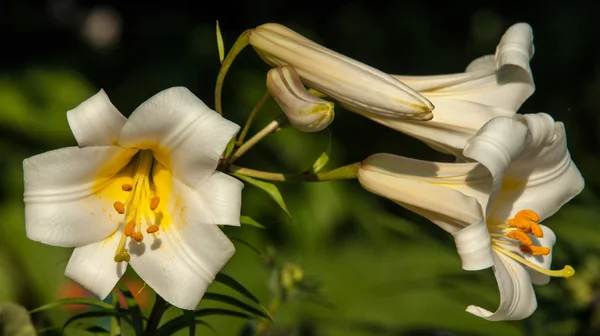 White lilies. a heraldic fleur-de-lis. flowers in the flowerbed. — Stock Photo, Image