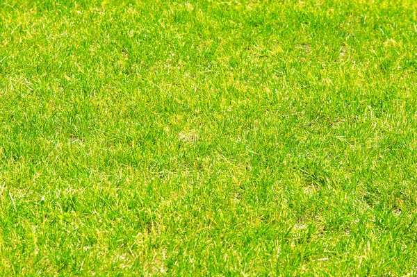 Texture Background Lawn Trimmed Manicured Lawn Green — Stock Photo, Image