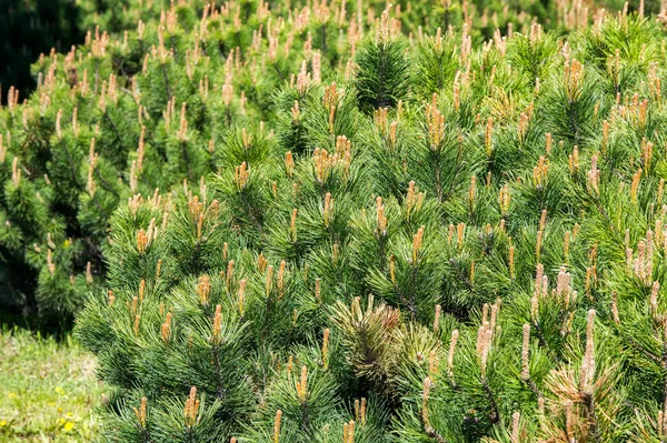 Texture Pattern Background Pine Bush Formed Flowerbed — Stock Photo, Image