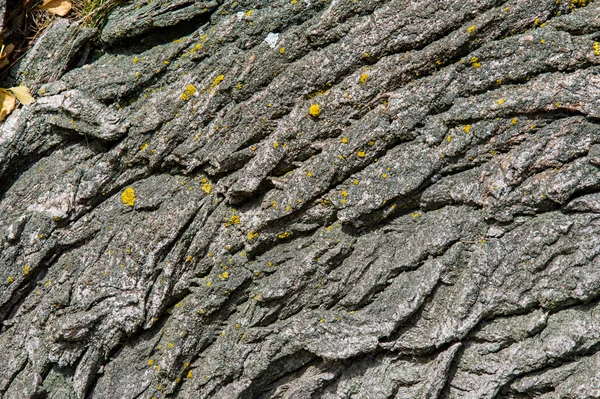 テクスチャ 木の樹皮 古いポプラ 木質植物の根 茎幹の部分に — ストック写真