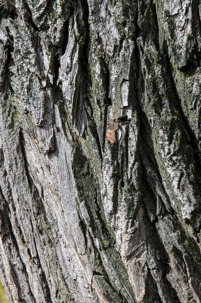 Exture Sfondo Corteccia Albero Vecchio Pioppo Esterno Legno Tronchi Fusti — Foto Stock