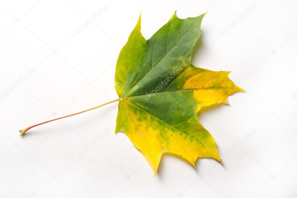 texture, background. Maple Leaves yellow shades of red and gold.