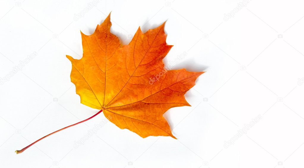 texture, background. Maple Leaves yellow shades of red and gold.