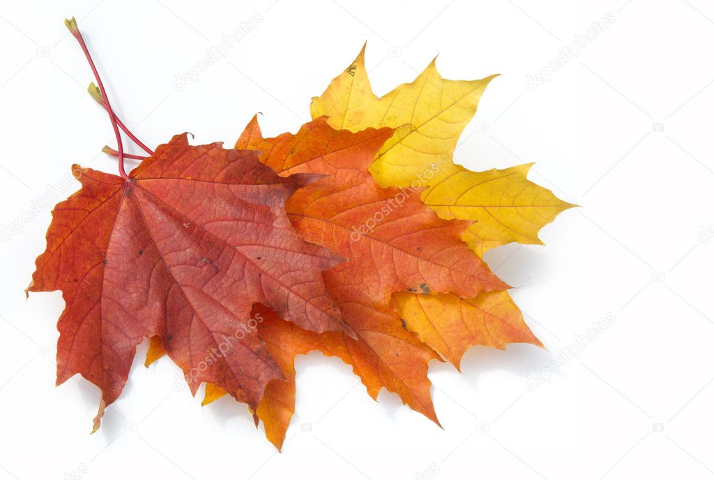 Autumn maple leaves on a green lawn. A tree with broad, in most 