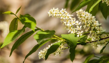 Kuş kiraz, parlak arkadan aydınlatmalı gökyüzü karşı dalı closeup. kuş kiraz çiçekleri