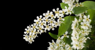 Kuş kiraz, parlak arkadan aydınlatmalı gökyüzü karşı dalı closeup. kuş kiraz çiçekleri