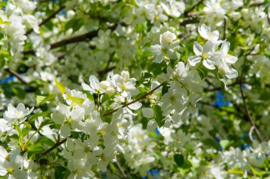Elma ağaçları çiçek. genellikle parlak renkli bir corolla (taç yaprakları tarafından çevrili üreme organları (stamens ve carpels) oluşan bir bitki, tohum taşıyan parçası)
