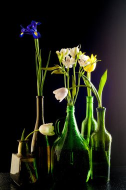 Çiçekler şişelerde, farklı uzun kısa sarı mavi beyaz kahverengi şişe. çiçek lale, İris. Siyah bir arka plan üzerinde yalıtım