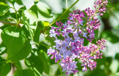 Doku, desen, arka plan. Eflatun çiçekler. bir soluk pembemsi-menekşe rengi. Mor ya da beyaz güzel kokulu çiçekler ile büyük bahçe Funda.