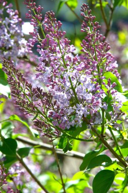 Doku, desen, arka plan. Eflatun çiçekler. bir soluk pembemsi-menekşe rengi. Mor ya da beyaz güzel kokulu çiçekler ile büyük bahçe Funda.